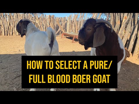 How to select a pure/ full blood boer goat