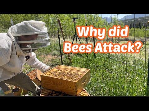 Aggressive Bees Wreak Havoc on Hive Inspection | Cutting Lumber for Framing Shed