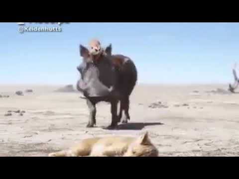 Bresking news: Kapere Ka Bugongi  Na Kibwetere Bahimbukire😅🤣🤣🤣🤣Subscribe to Kachaina Comedy