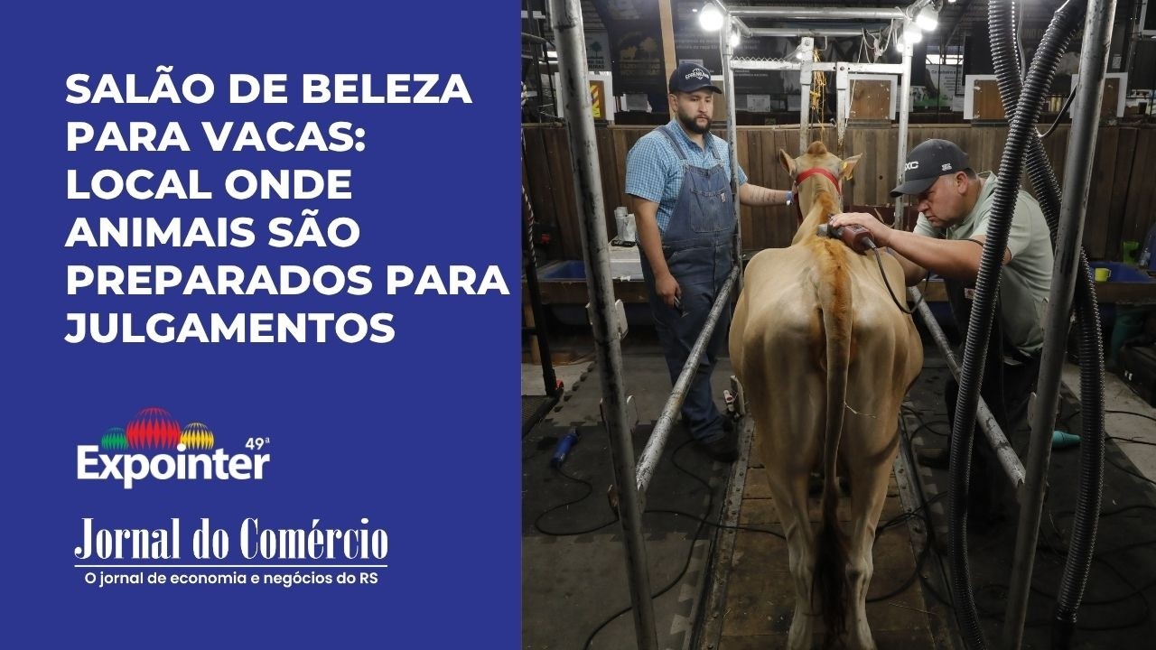 Conheça o salão de beleza para vacas na Expointer, onde animais são preparados para os julgamentos
