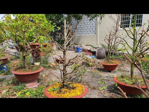 Cách canh chỉnh, côn tàn cây mai sau tết