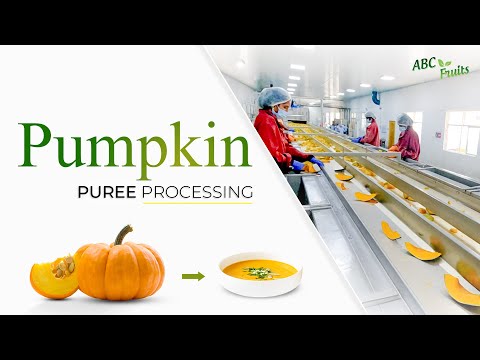 Pumpkin Pulp Manufacturing Process | ABC Fruits | Step-by-Step Industrial Production