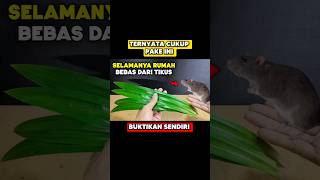 Download lagu Cara mengusir tikus dari rumah paling ampuh #idekreatif #tutorial #tikus mp3