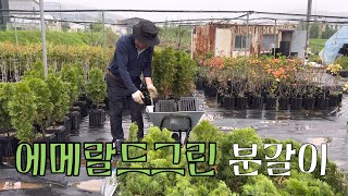 화성에서 에메랄드그린 분갈이~^^