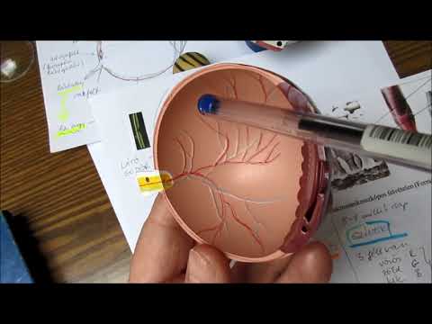 Bullosis diabeticorum pathophysiology