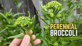 Get Easy & Delicious Broccoli With This UNSTOPPABLE Perennial!