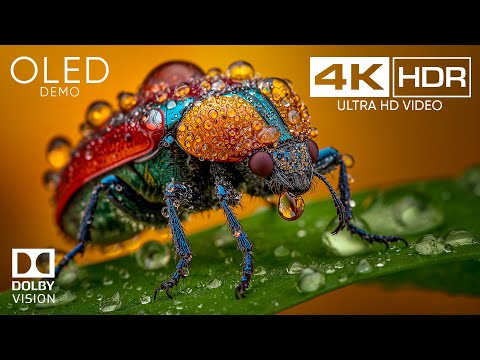 The Secret Life of Insects | 4K HDR 60FPS Macro Cinematic Film - EPIC OLED TEST Video