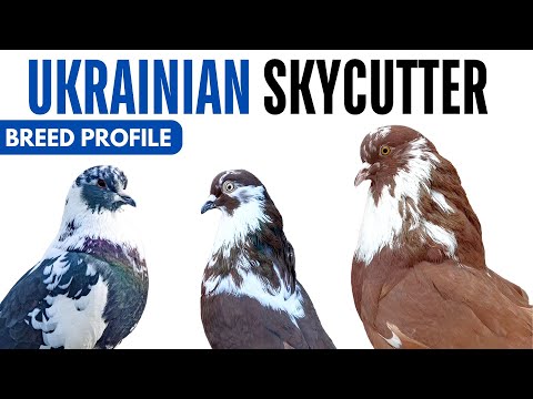 Ukrainian Skycutter Pigeon Breed Profile - History - Polish Orlik Pigeon Health Issues Price