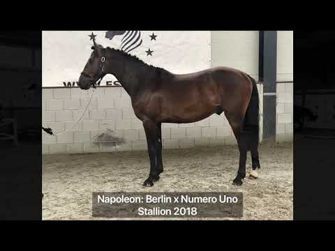 Napoleon: Berlin x Numero Uno