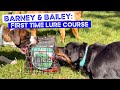 Puppy Mania Barney And Bailey Try Lure Coursing For The First Time Pool Fun