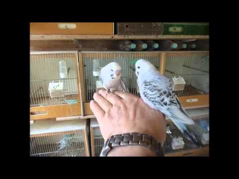 2016 04 03 TCB Texas Clearbody