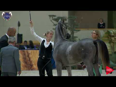 N 78 AKRAM OS   European Championship 2019   Yearling Colts Class 10A