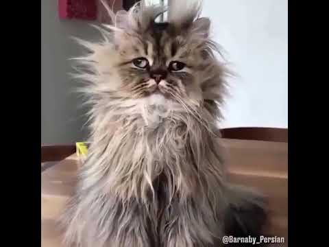 Funny cats videos 2022 / Cats and Dogs Funny videos / Wow Animals TV