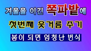 [텃밭농부. 1343]  겨울을 지난 쪽파에 웃거름 주는 방법 #쪽파재배
