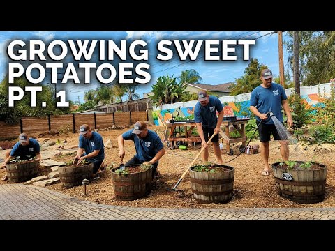 How to Grow Sweet Potatoes in Containers Pt. 1 | Planting, Soil, & Varieties