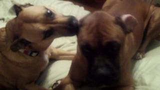 Doggy Style: Viewer Discretion Advised!!!  AWWWW