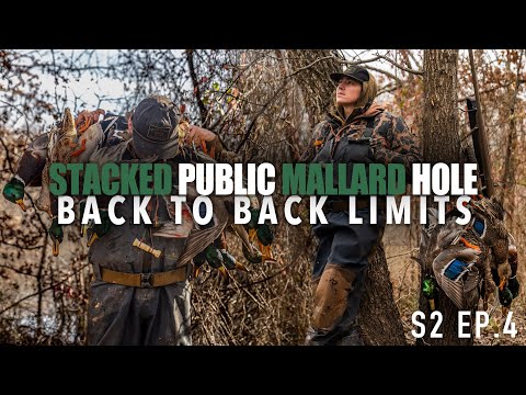 Stacked Public Mallard Hole - Back To Back Limits - S2 Ep.4