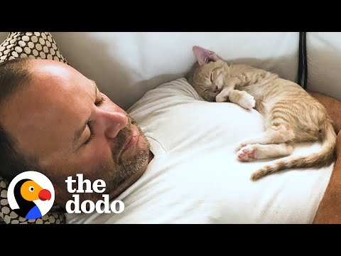 Kitten Becomes Completely Obsessed with His Dad | The Dodo Cat Crazy