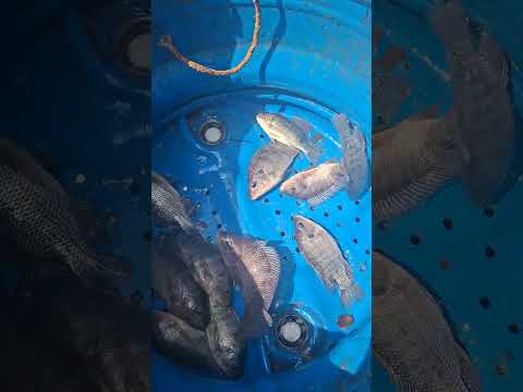 🐟 ¡VIVERO DE PESCADO🐟Direccion: SANTA MARTA MELENDRES AYUTLA, SAN MARCOS📞 Pedidos:+50258038290