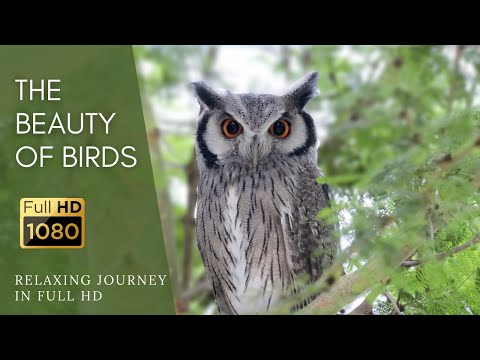 The Beauty of South Africa's: A Visual Journey (Part 2/10)