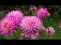       ڿڰۣ⋱FLOWERS IN OCTOBER⋱    ڿڰۣ     