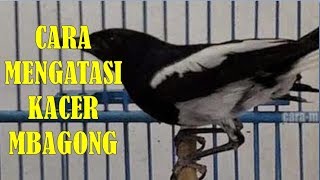 Download lagu 2 Cara Wajib Mengatasi Burung Kacer Mbagong Saat Lomba mp3 Download lagu 2 Cara Wajib Mengatasi Burung Kacer Mbagong Saat Lomba mp3