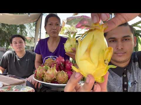 Pitaya Isis Golden (Hylocereus Golden Yellow) - vídeo