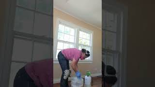How to clean roach droppings off your walls.
