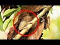 MOST BIZARRE Monkey Species