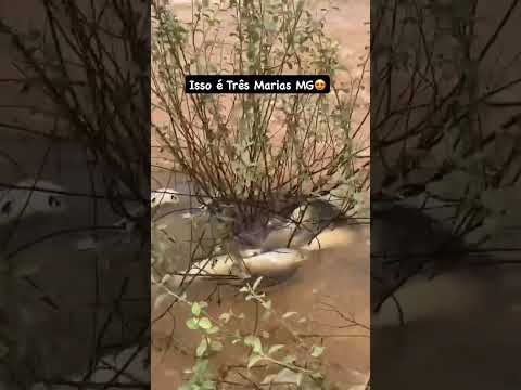 3 Marias-MG Rio São Francisco #piracema #desastresnaturales #Pesca #minasgerais