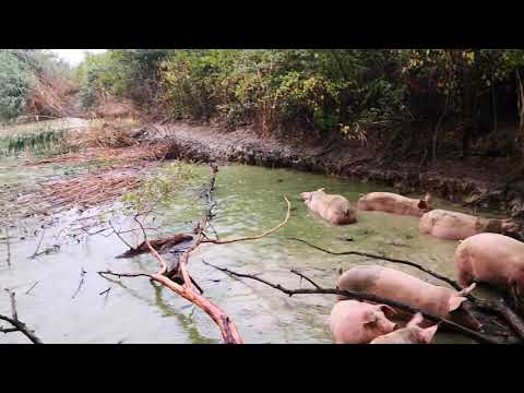 Allevamento maiali stato brado - Bagno nel lago sotto la pioggia -
