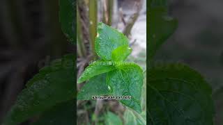 Download lagu Benefits of Bandotan Leaves for Stomach Ulcers #herbal #bandotan mp3
