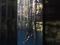 Reverse Belly Flip Failarmy Funny