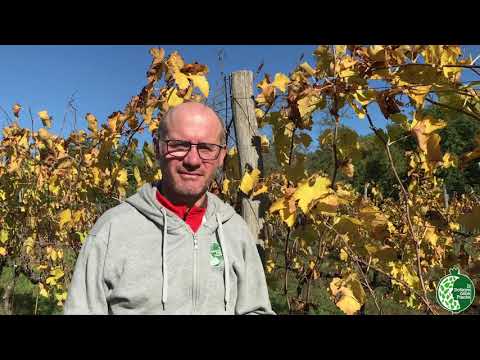 Corso Potatura Vite 2020