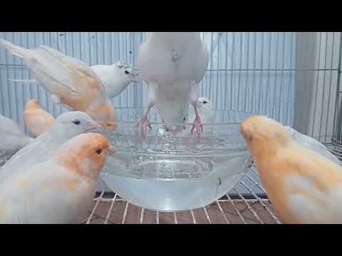 Your Canary will sing immediately - canary training ! - Canary 's Training Song | NEW 2023