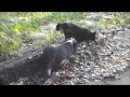 Pig And Cat Play A Game Of Tag You Re It