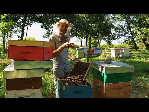 Trasmissione dei virus delle api: come verificare la presenza di infezioni virali nell’alveare?