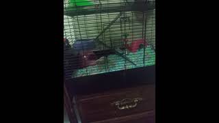 Gerbil Rodents Videos
