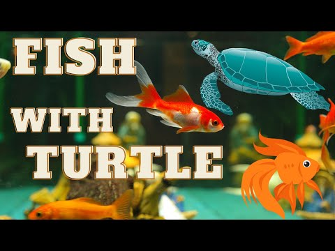 Happy Home for Fish & Turtles? A Complete Guide for Aquariums 🐠  🐢