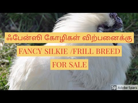 Ameraucana white fancy silkies chicks, high, packaging type:...