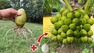Organic methods help coconut trees grow faster than chemicals.
