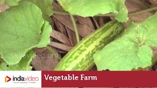 Vegetable Farm, Vellayani Agricultural College, Kerala