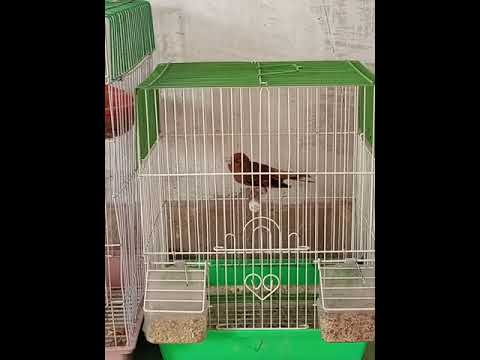 saira canary cross, mule singing , top goldfinch singing, goldfinch sound