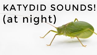 Katydid Sounds: How to identify these common noises heard at night!