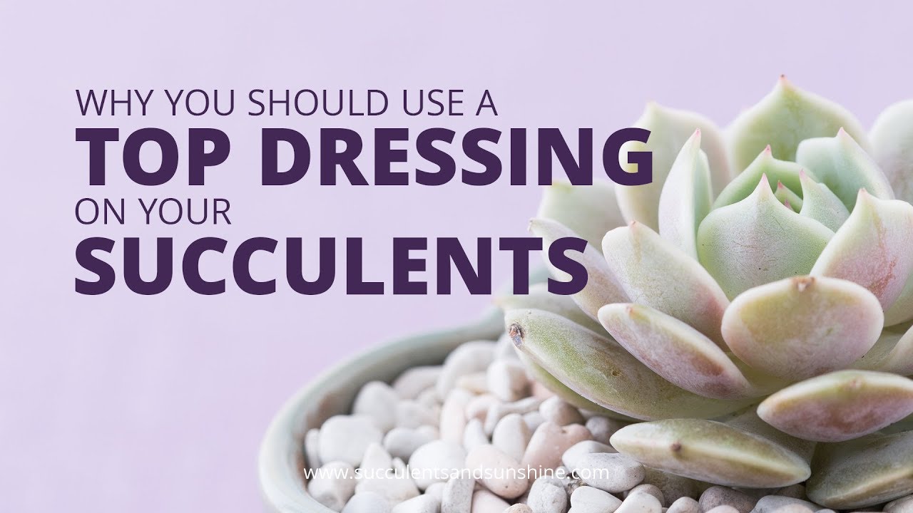 Top Dressing: Decorative rocks for your succulents | Succulents and Sunshine