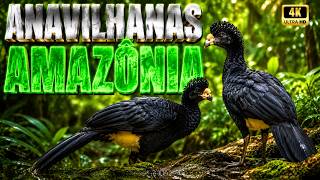 Arquipélago de Anavilhanas | Os Segredos da Maior Reserva de Água Doce do Brasil - Amazônia