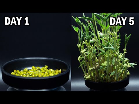 Mung Beans TIMELAPSE | MONGGO