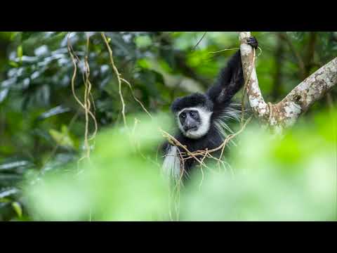 Arusha National Park, Tanzania, Africa