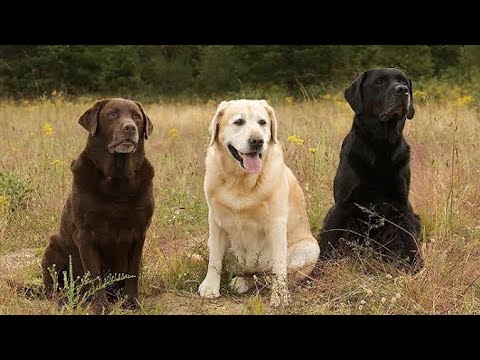 Thara #dogs #vlog  ❤️‍🩹🐕