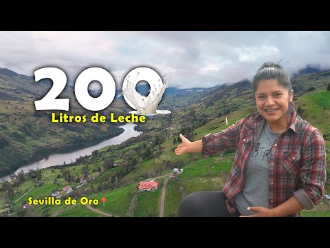 Esta Granja produce 200 L de Leche con 7 Vacas  | La Germania 🐄🥛